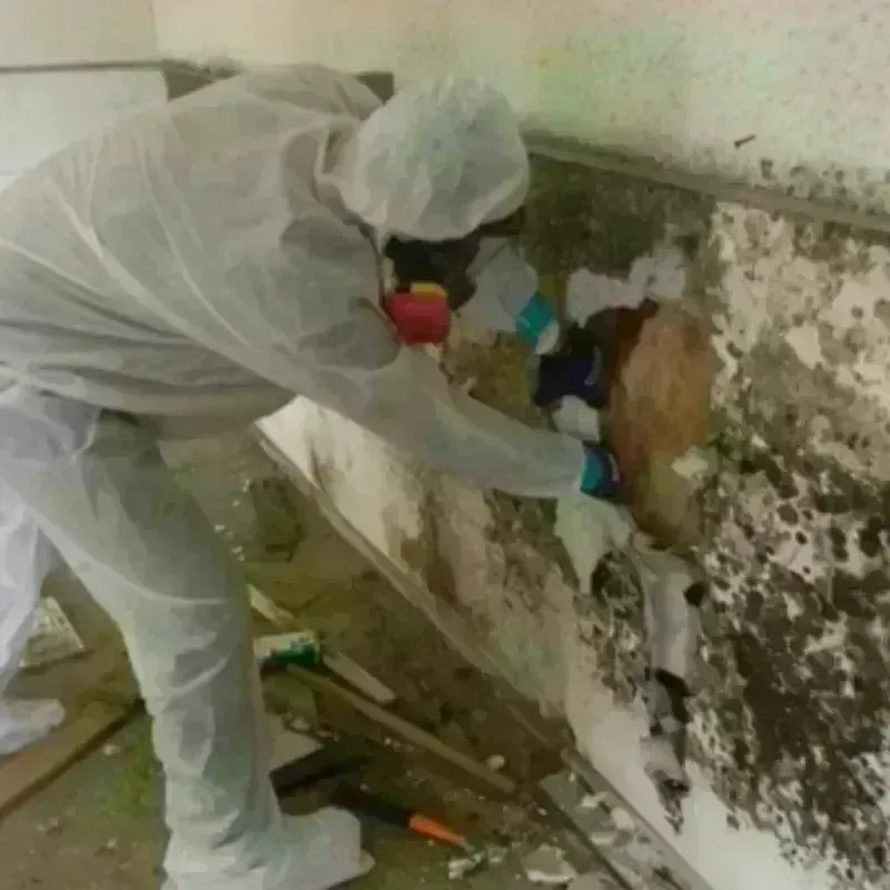 Mold Remediation and Removal in Grant-Valkaria, FL